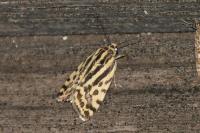 Emmelia trabealis