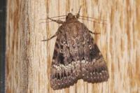 Amphipyra pyramidea