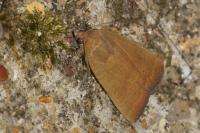 Noctua interjecta