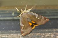 Noctua janthe/janthina