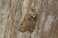 Nycteola revayana