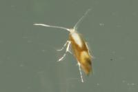 Argyresthia albistria