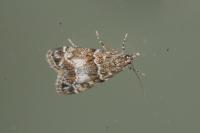 Eudonia mercurella