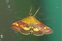 Pyrausta aurata