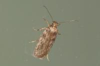 Depressaria daucella