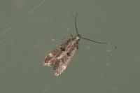 Dichomeris alacella