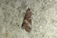 Acrobasis advenella