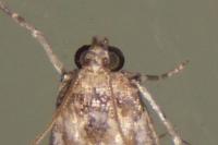 Acrobasis fallouella