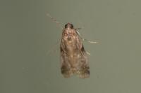 Acrobasis fallouella