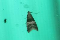 Elegia atrifasciella