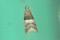 Elegia atrifasciella