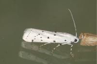 Myelois circumvoluta