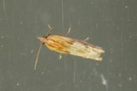 Eucosma