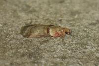 Acrobasis tumidana