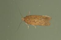Bryotropha terrella