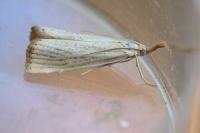 Agriphila straminella