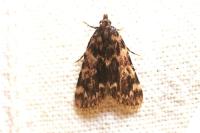 Aglossa caprealis