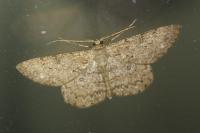 Hypomecis punctinalis