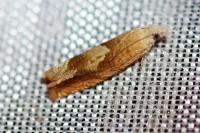 Eucosma conterminana