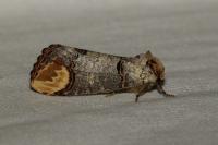 Phalera bucephala