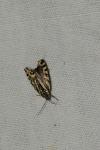 Emmelia trabealis