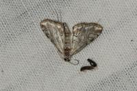 Elophila nymphaeata