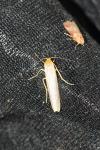 Eilema caniola