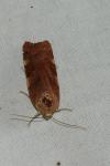 Noctua janthe/janthina