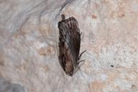 Galleria mellonella