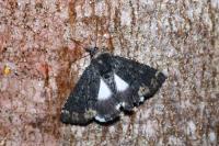 Catephia alchymista
