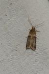 Acrobasis tumidana