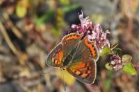Lycaena phlaeas