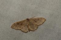 Idaea rubraria