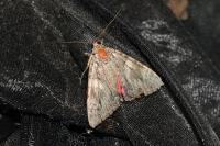 Catocala promissa