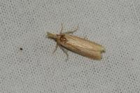 Ematheudes punctella