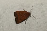 Noctua interjecta
