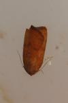Noctua interjecta