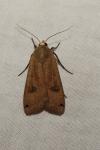 Noctua pronuba