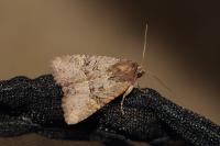 Mesapamea secalella/secalis