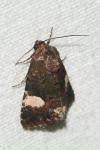 Tyta luctuosa
