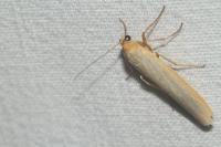 Eilema caniola
