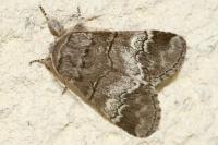 Drymonia querna