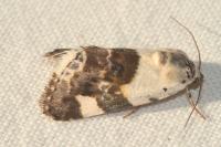 Acontia lucida