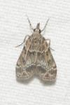 Eudonia mercurella
