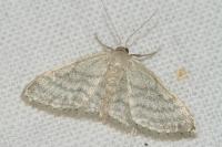 Idaea subsericeata