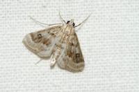 Parapoynx stratiotata