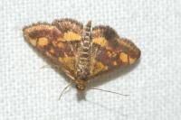 Pyrausta aurata