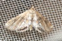 Cataclysta lemnata