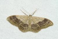 Idaea aversata