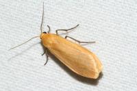 Wittia sororcula